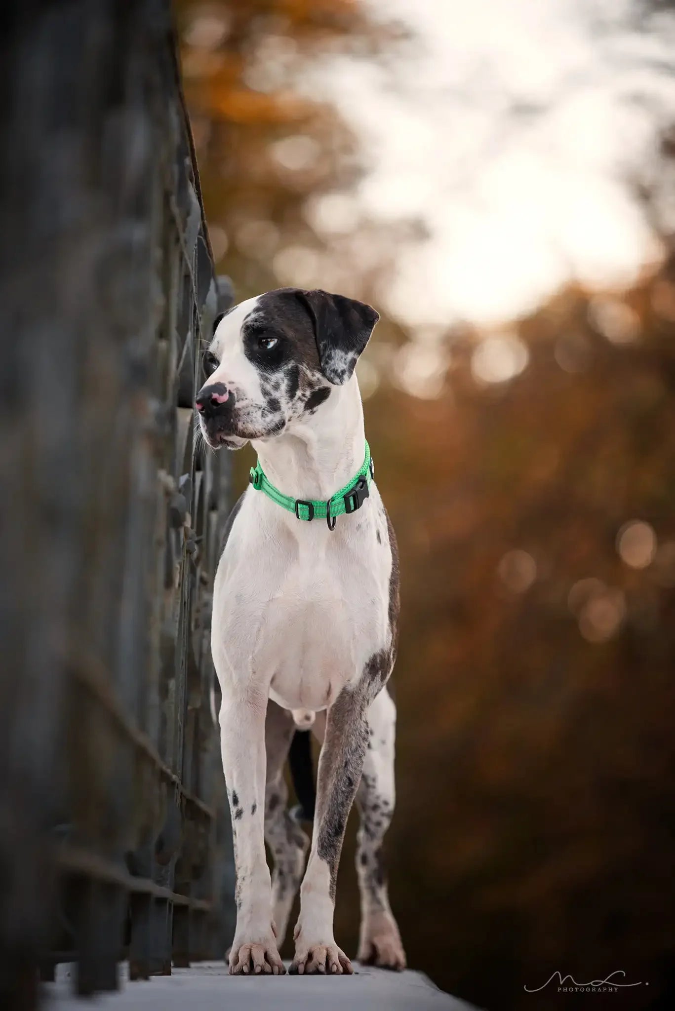 TrueLove Nylon Adjustable Padded Reflective Dog Collar TLC5011